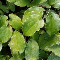 Epimedium cantabrigiense 